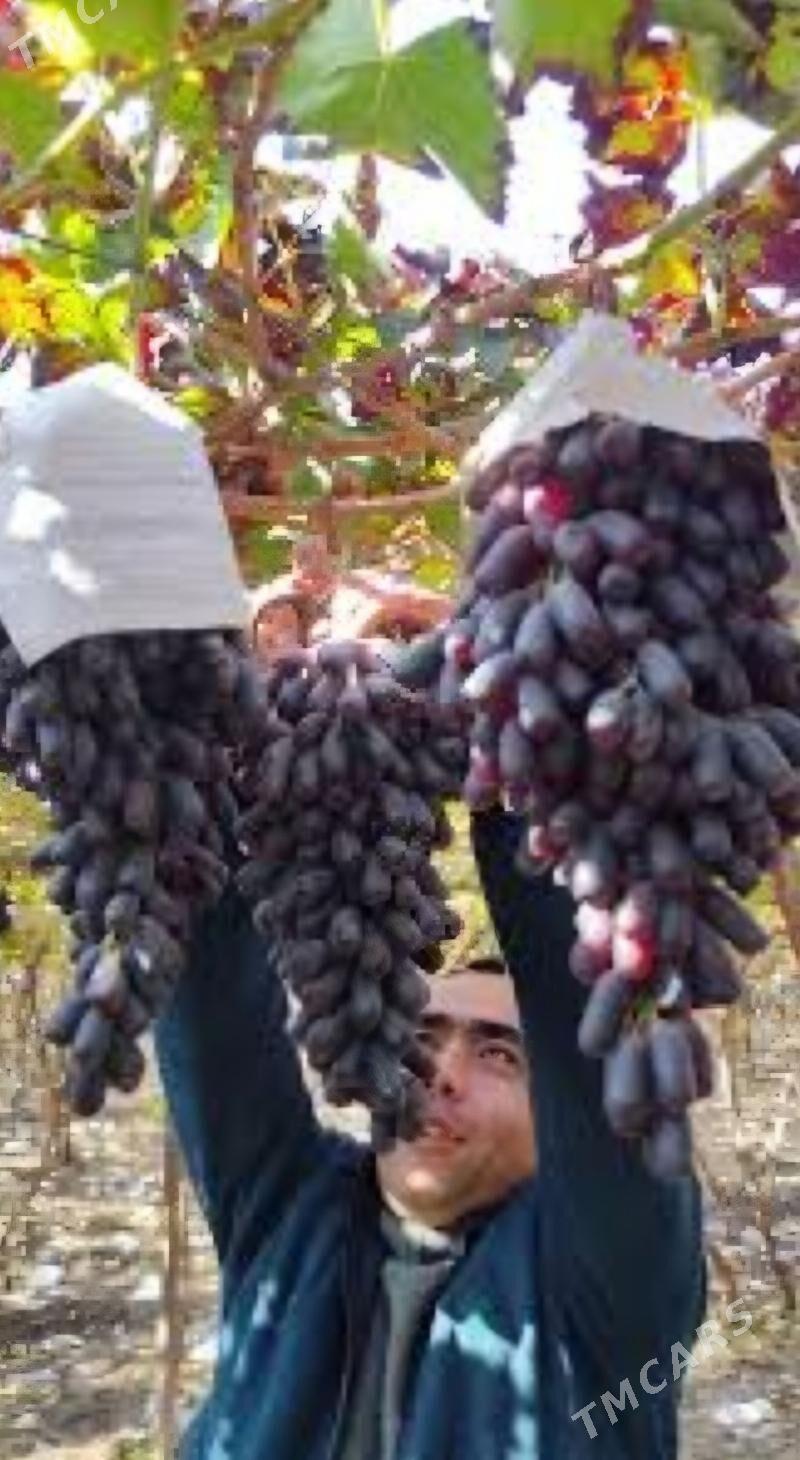 AWATAR UZUM TURK NAHAL - Änew - img 9