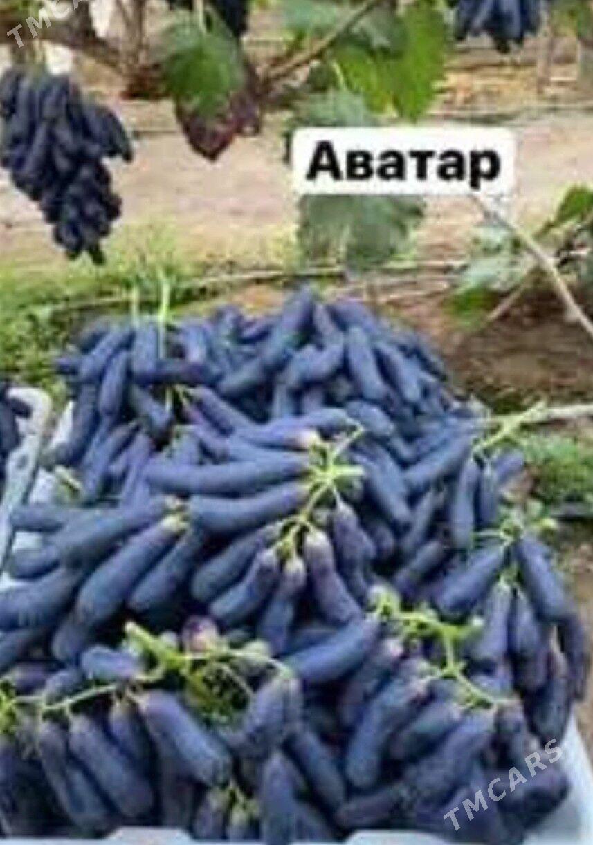 AWATAR UZUM TURK NAHAL - Änew - img 2