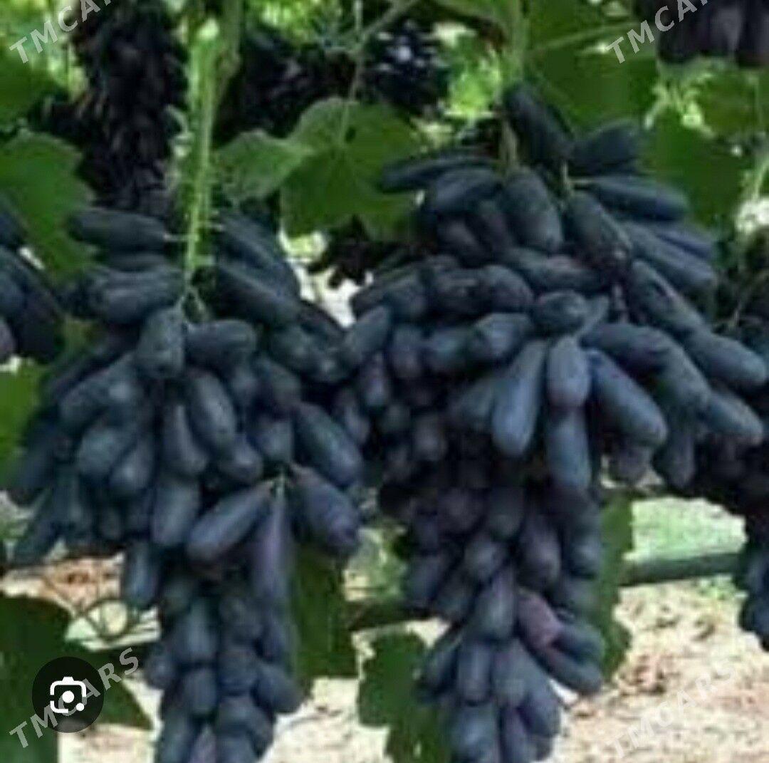 AWATAR UZUM TURK NAHAL - Änew - img 6