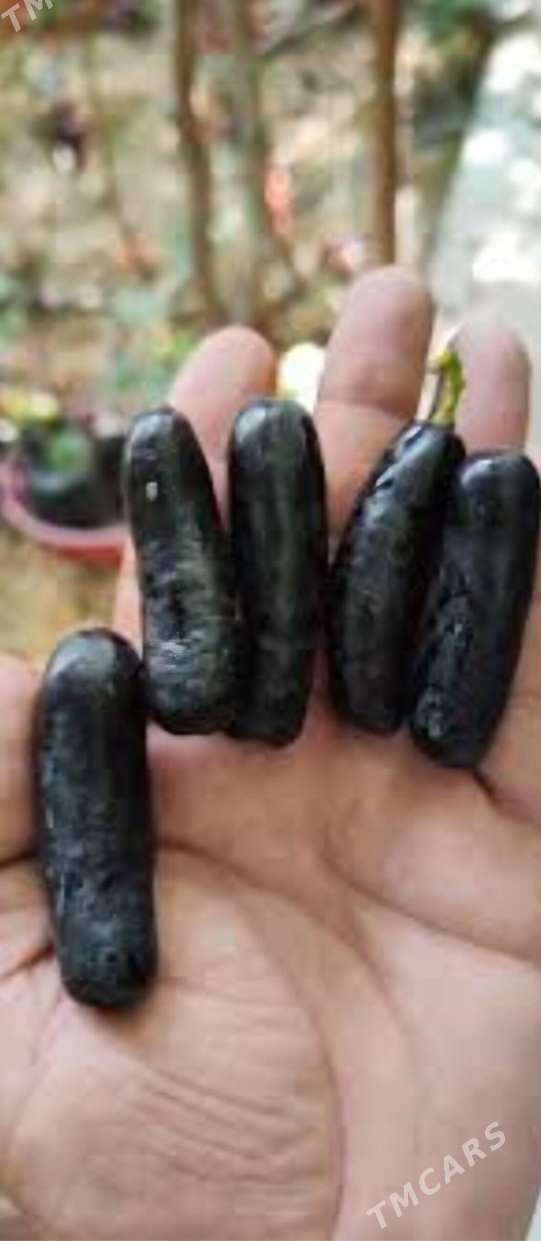 AWATAR UZUM TURK NAHAL - Änew - img 8