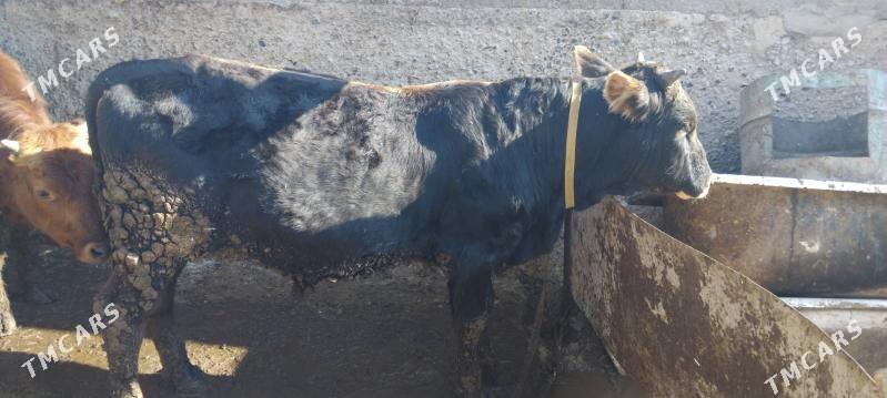 öküz - Çoganly - img 1