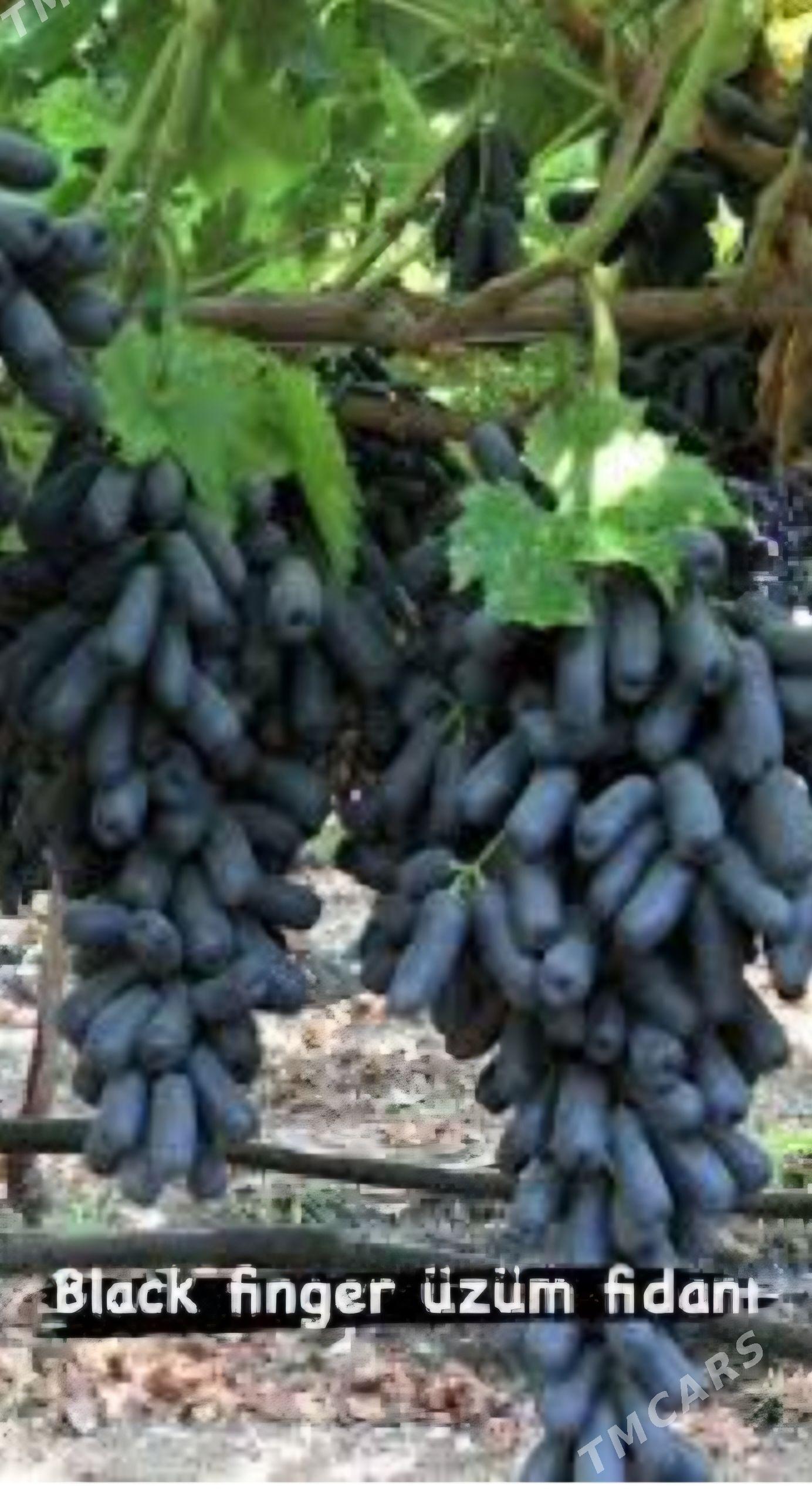 AWATAR UZUM TURK NAHAL - Änew - img 3