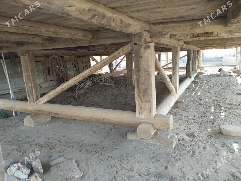 Satlyk jay - Esenguly - img 2