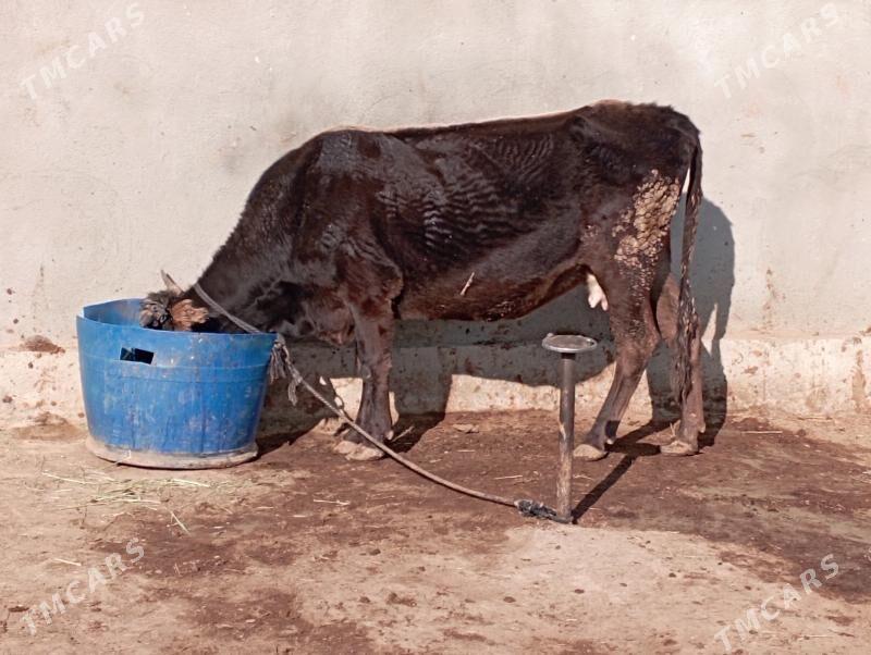 Sygyr - Gökdepe - img 1