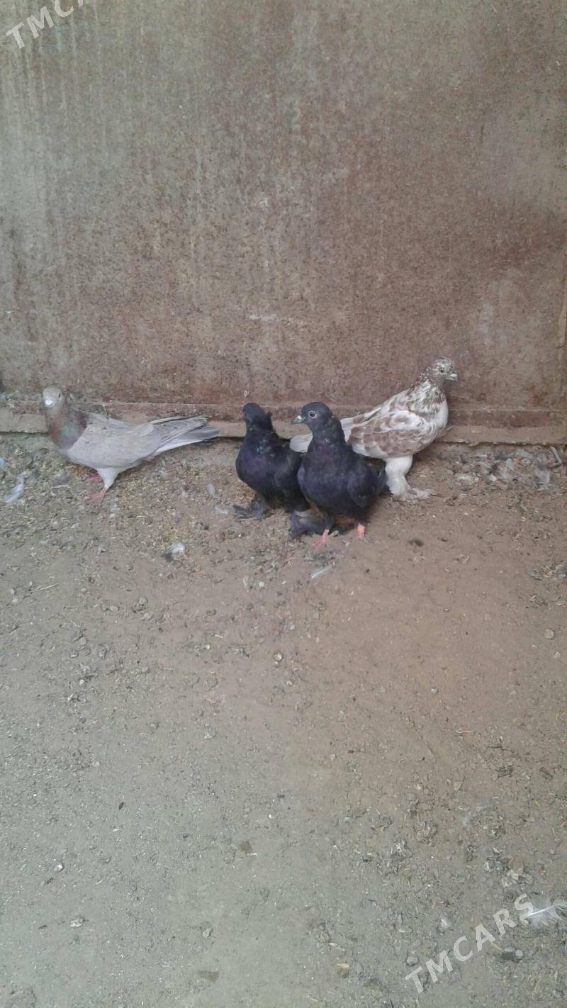 Kepderi - Mary - img 2