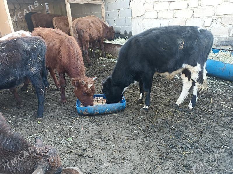 öküzçe tüwe öküz göle - Aşgabat - img 7