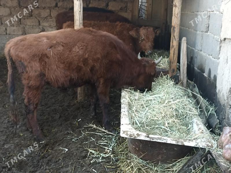 öküzçe tüwe öküz göle - Aşgabat - img 6