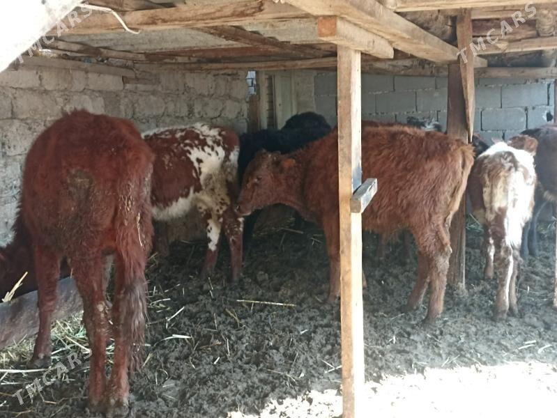 öküzçe tüwe öküz göle - Aşgabat - img 2