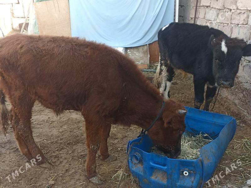 öküzçe tüwe öküz göle - Aşgabat - img 3