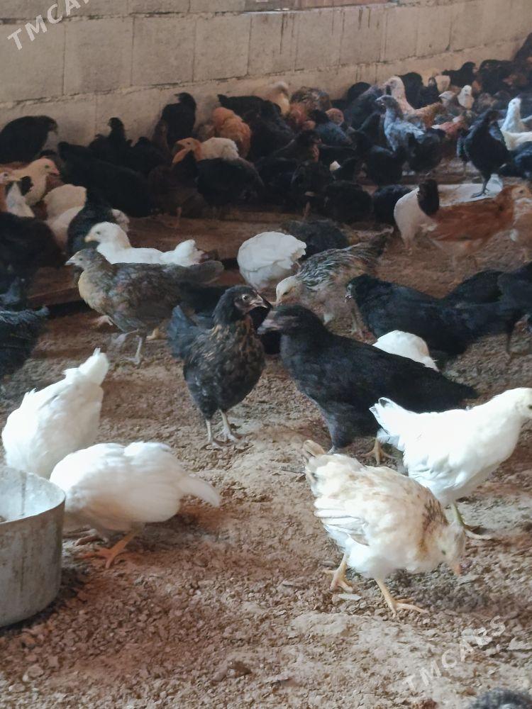 juyjeler - Murgap - img 2