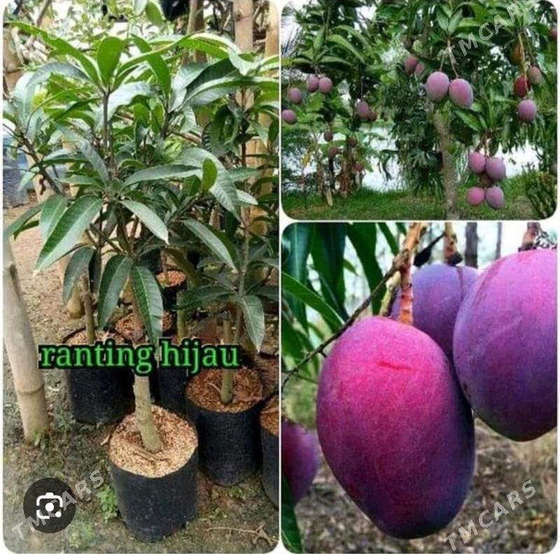 MANGO TURK NAHAL - Änew - img 2