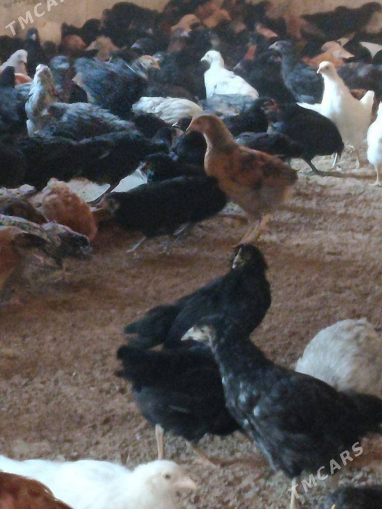 juyjeler - Murgap - img 1