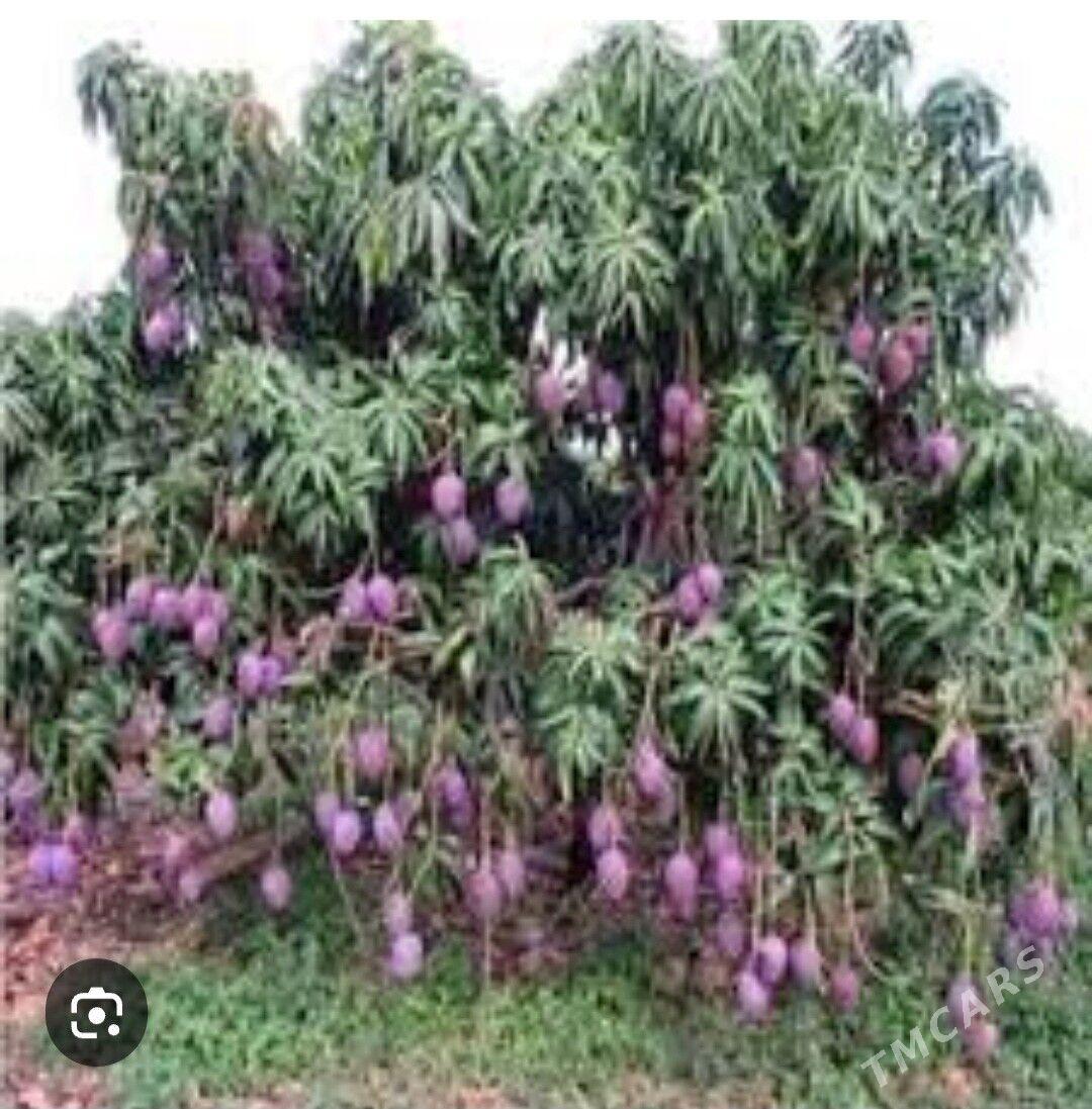 MANGO TURK NAHAL - Änew - img 3