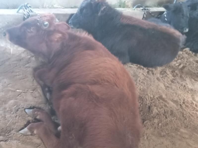 okizler - Бузмеин - img 6