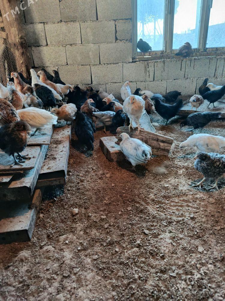 juyjeler - Murgap - img 3