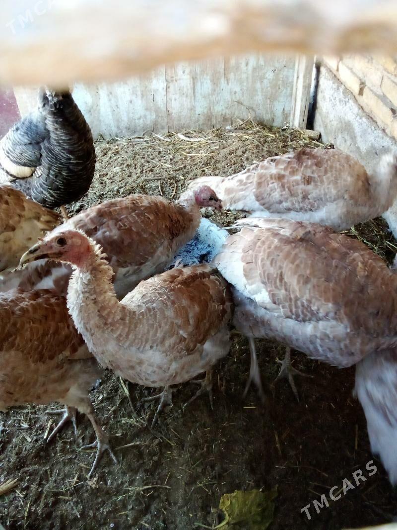 Satlyk induk - Мары - img 1