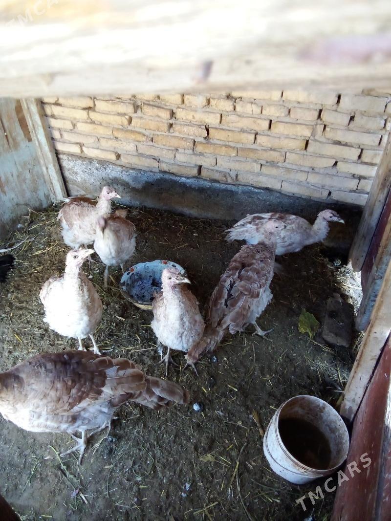 Satlyk induk - Мары - img 2