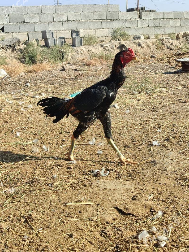 tasgent horaz - Ашхабад - img 2