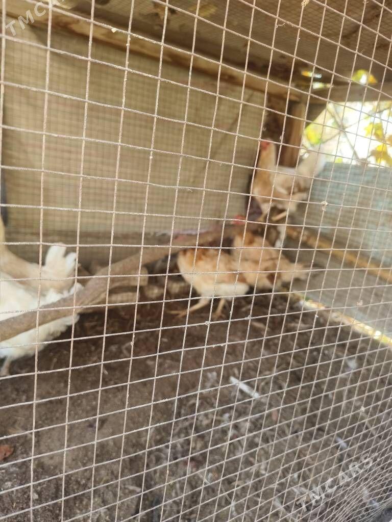 karlik hem yerli towuklar - Керки - img 2