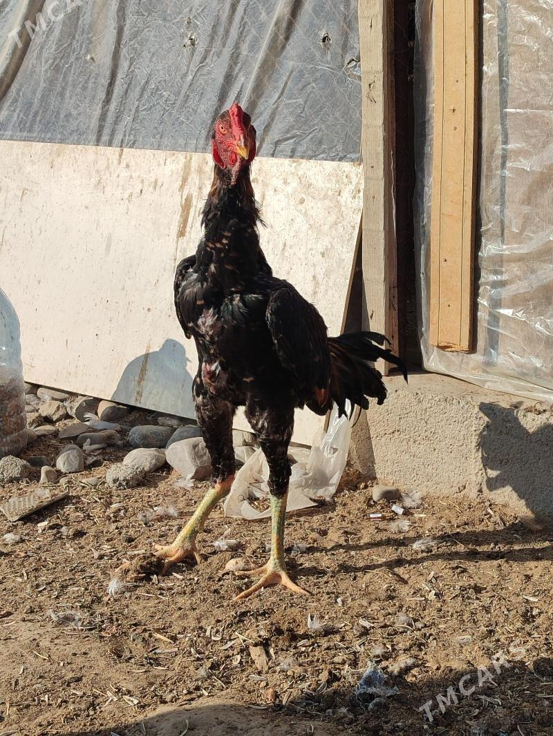 tasgent horaz - Ашхабад - img 1