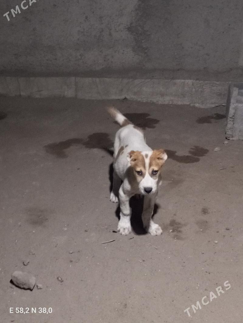 Turkmen It - Ашхабад - img 2