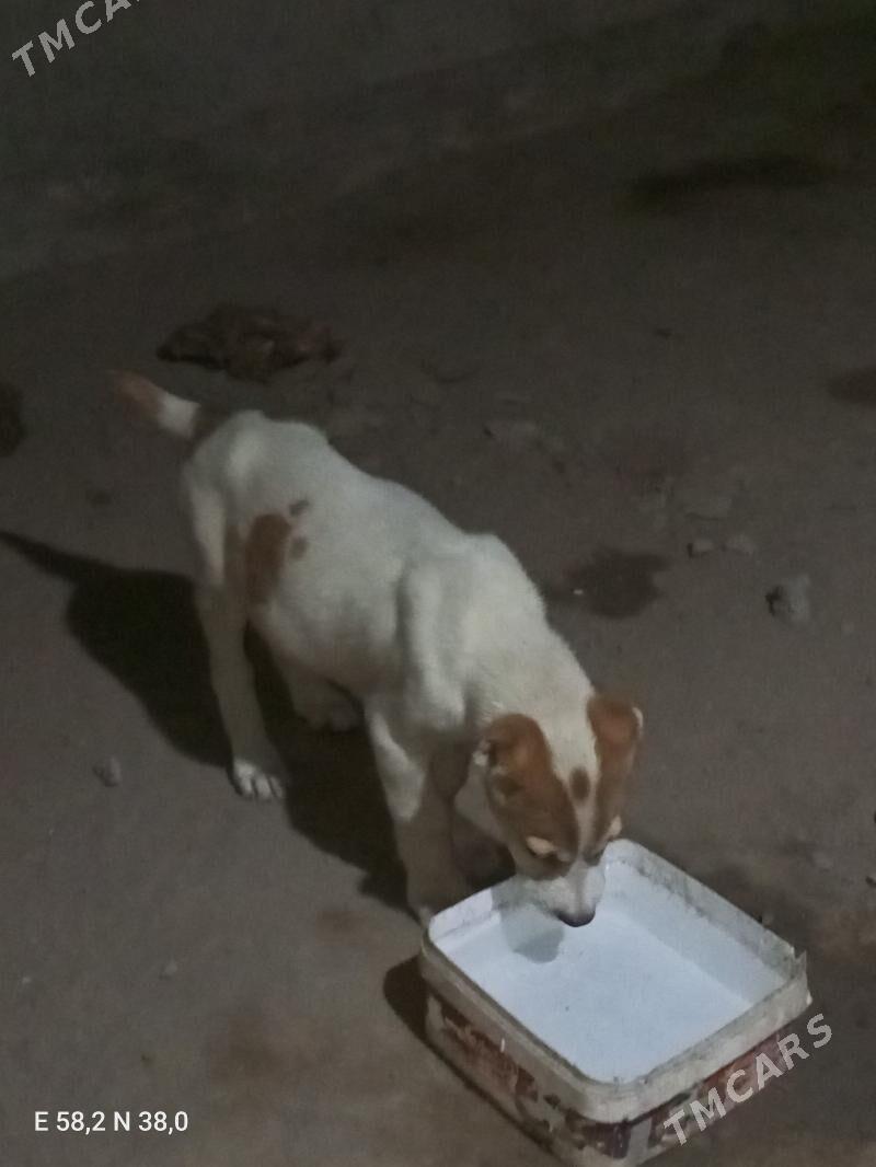 Turkmen It - Ашхабад - img 1