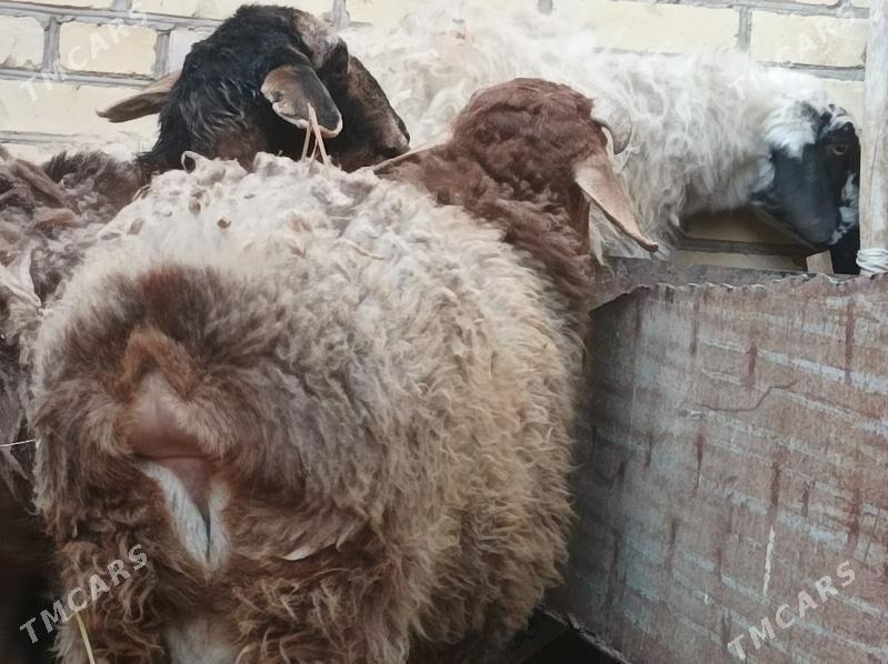 koyun kuzu - Dänew - img 2