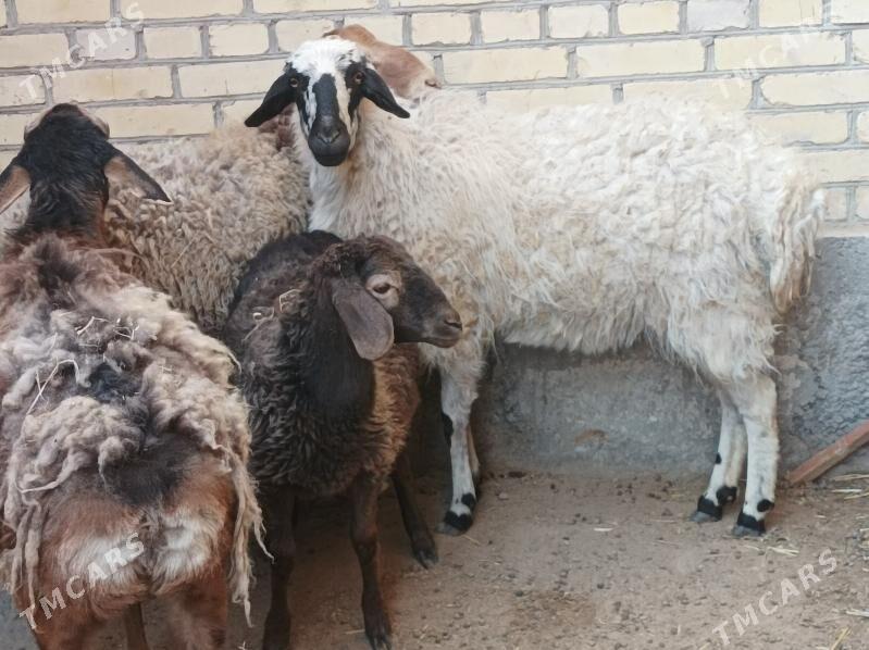 koyun kuzu - Dänew - img 3