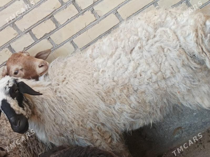 koyun kuzu - Dänew - img 8