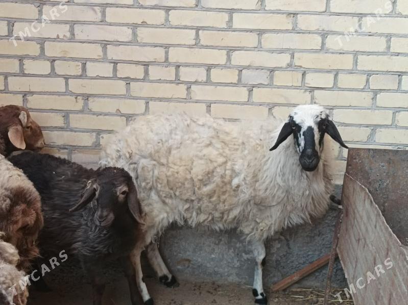 koyun kuzu - Dänew - img 5