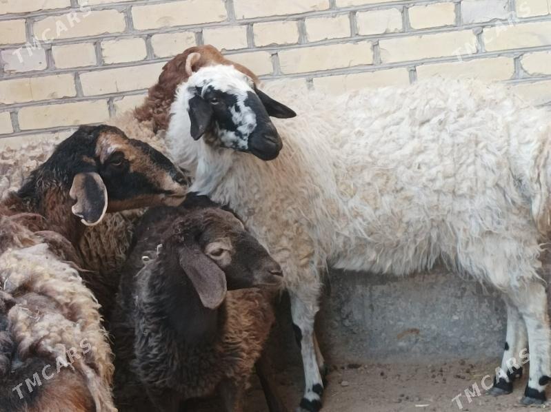 koyun kuzu - Dänew - img 6