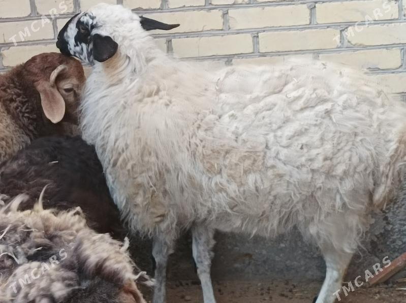 koyun kuzu - Dänew - img 4