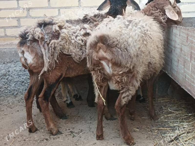 koyun kuzu - Dänew - img 1