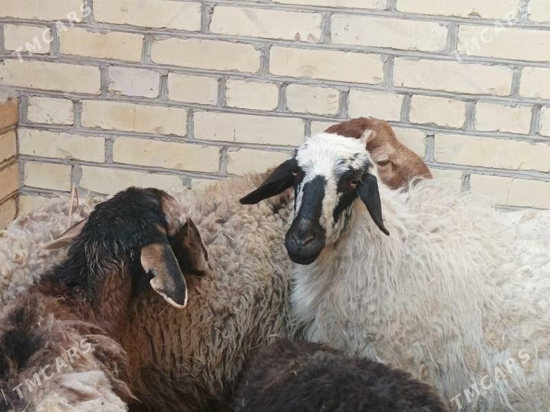 koyun kuzu - Dänew - img 7