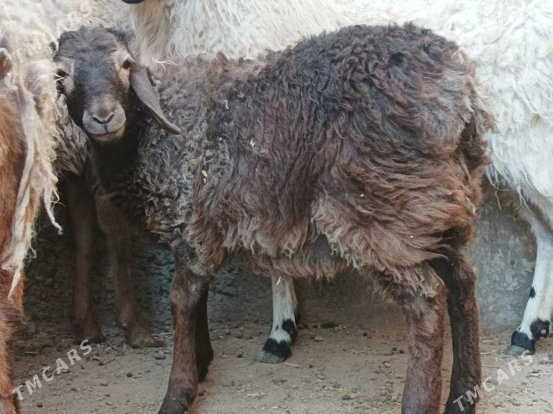 koyun kuzu - Dänew - img 9