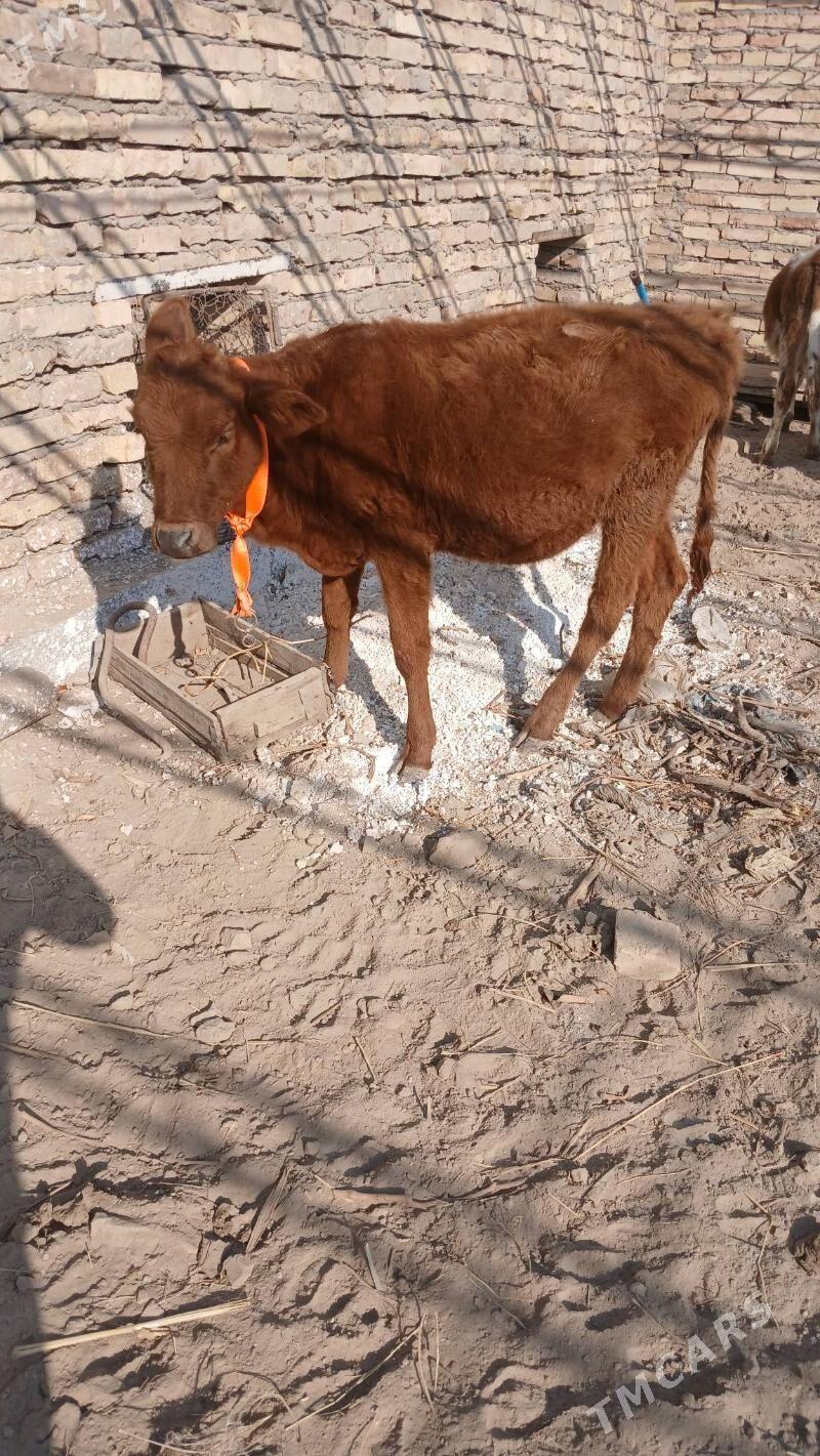 unajyn - Туркменабат - img 4