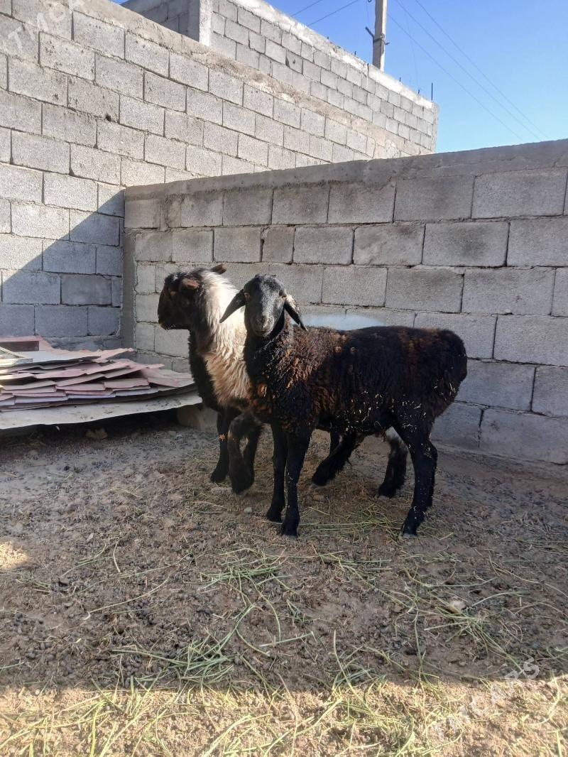 gysar işşek - Херрикгала - img 4