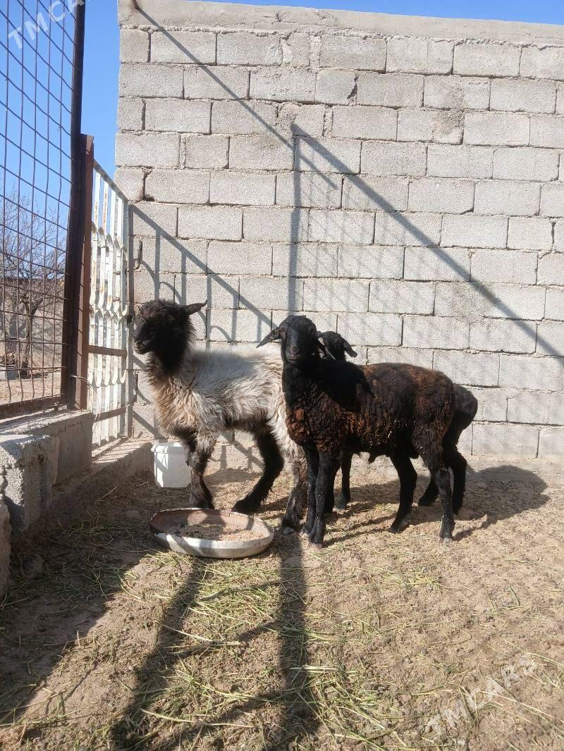 gysar işşek - Херрикгала - img 2