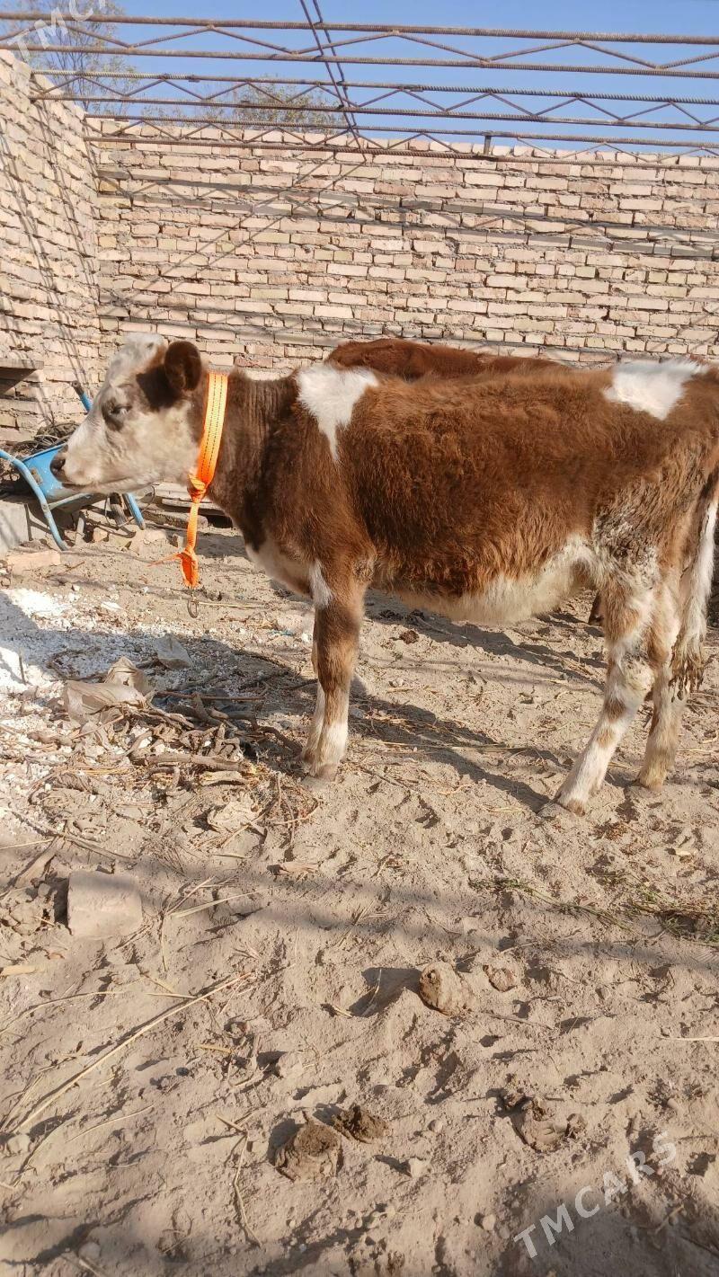 unajyn - Туркменабат - img 1