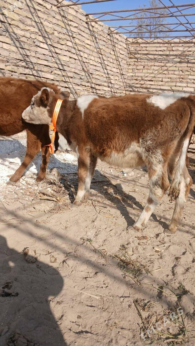 unajyn - Туркменабат - img 2