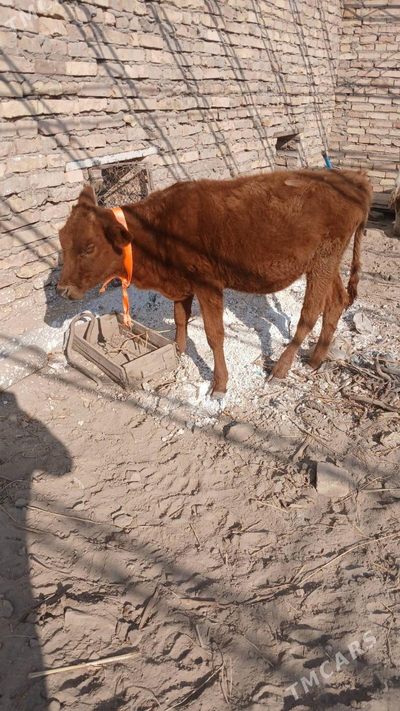 unajyn - Туркменабат - img 3