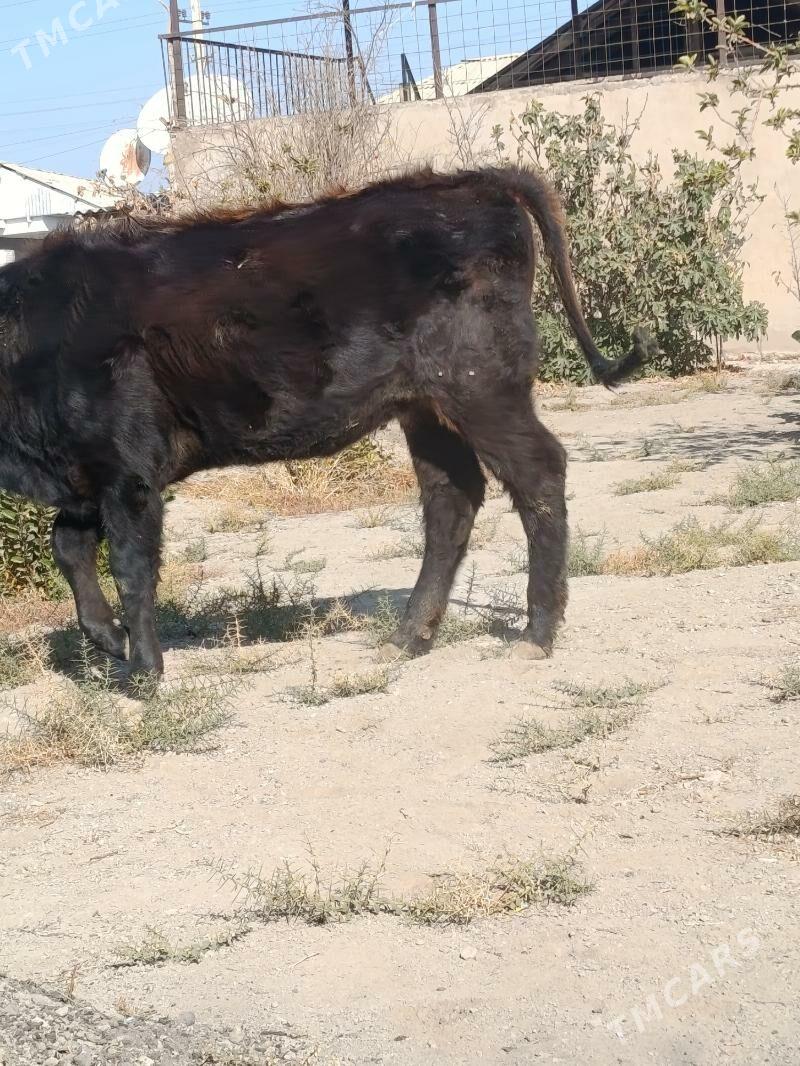 tuwe şwes - Бузмеин - img 4