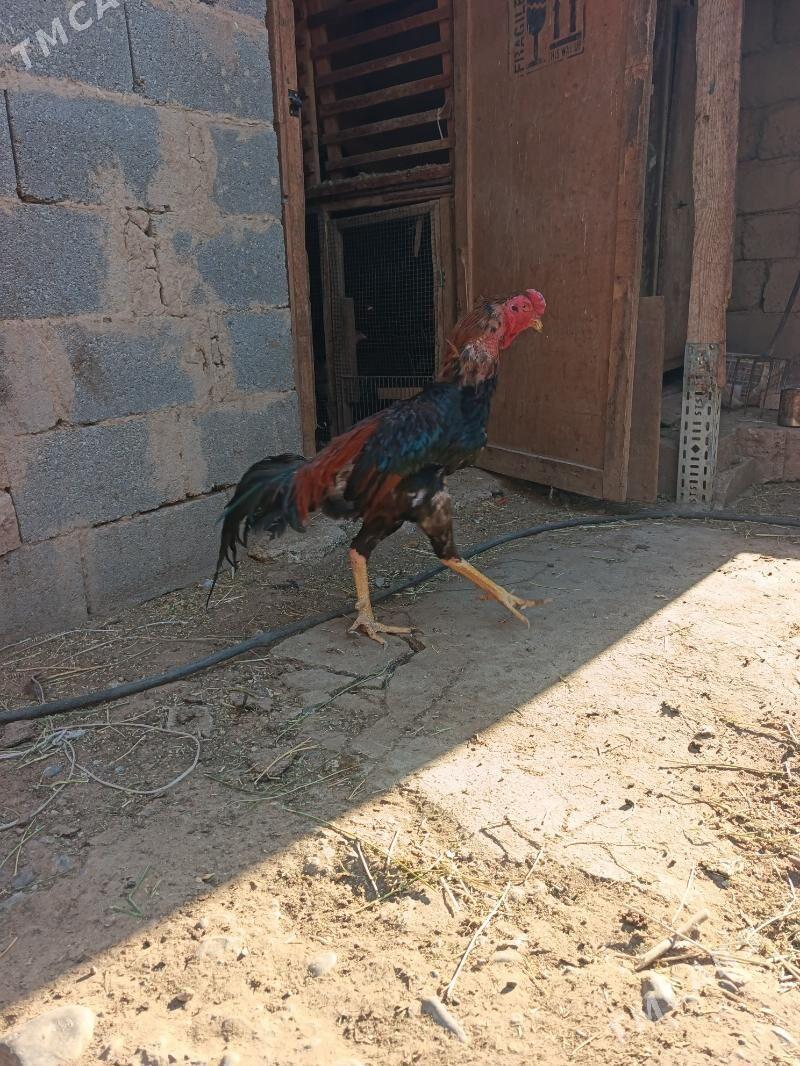 Taşkent horaz - Гарадамак - img 1