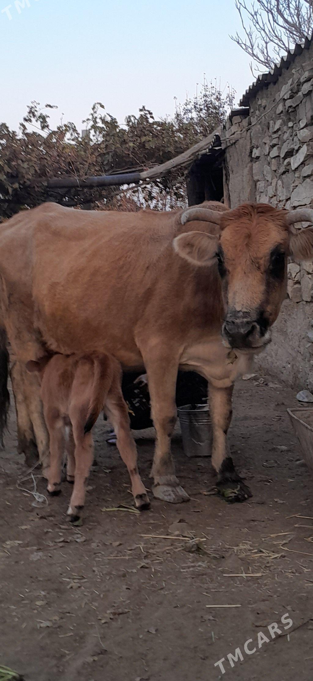 Göleli sygyr. - Бахарден - img 1