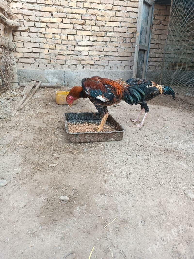 Horaz - Farap - img 5