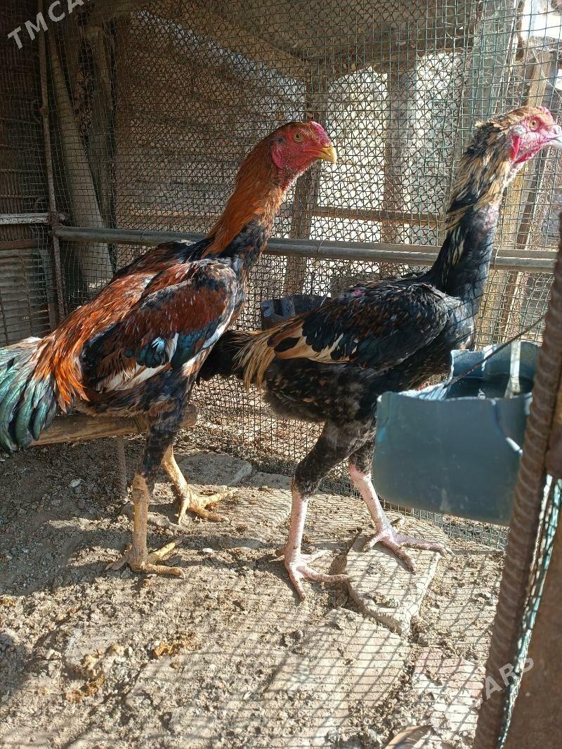 Horaz - Farap - img 2