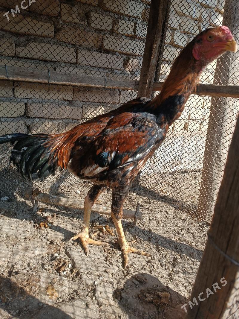 Horaz - Farap - img 4