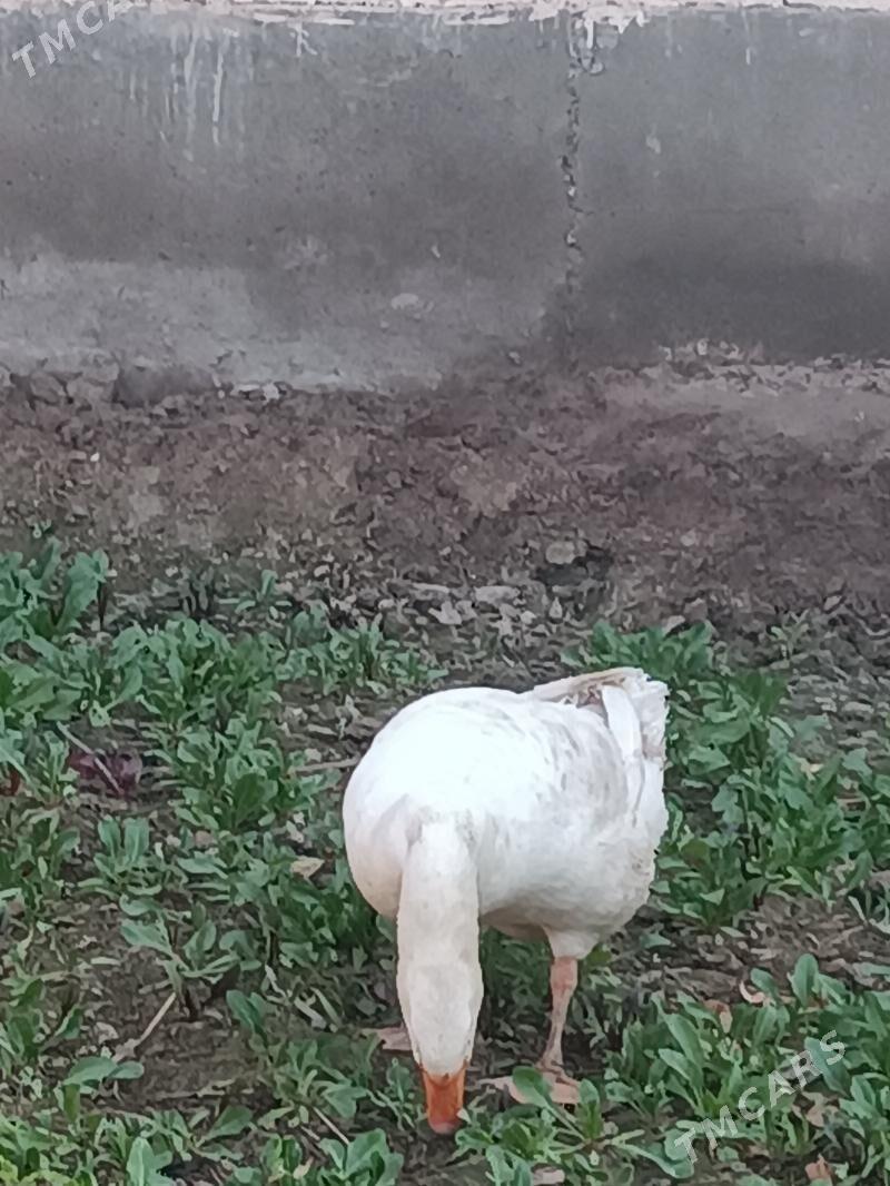 Gaz - Фарап - img 2