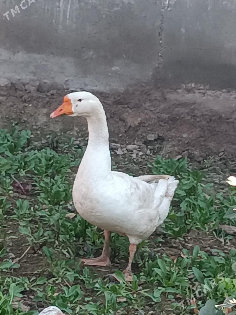 Gaz - Фарап - img 1