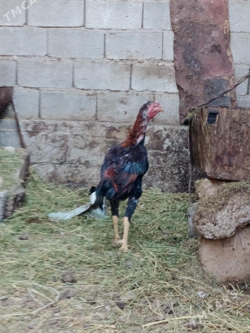 Taşkent horaz - Гарадамак - img 1